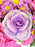 Pink Purple Empire