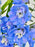 Elegance Blue Garden