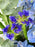 Elegance Blue Garden