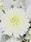Royalty White Garden