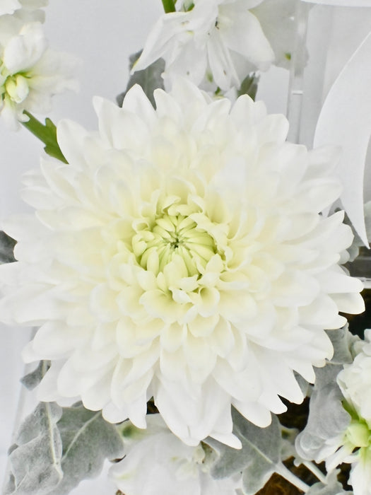 Royalty White Garden