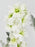Royalty White Garden