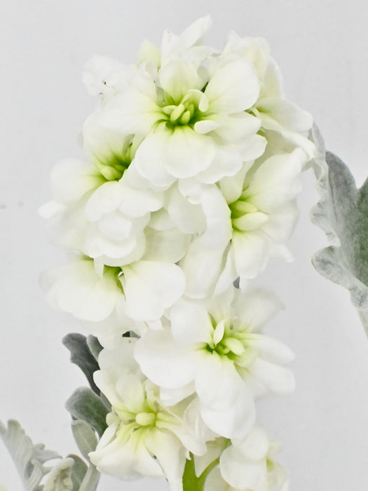 Royalty White Garden