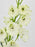 Royalty White Garden