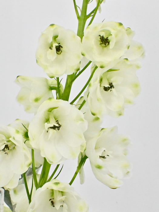 Royalty White Garden