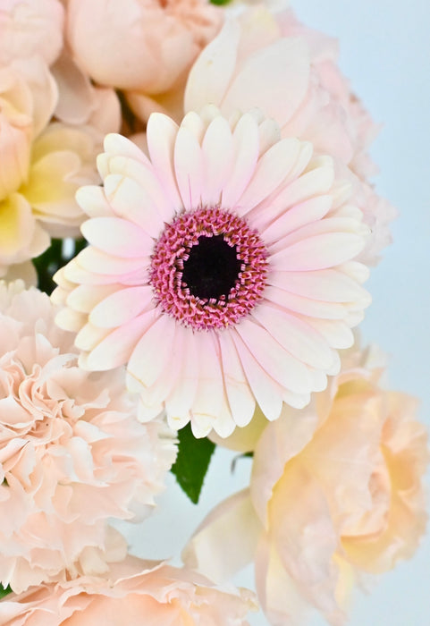 Peach Blush