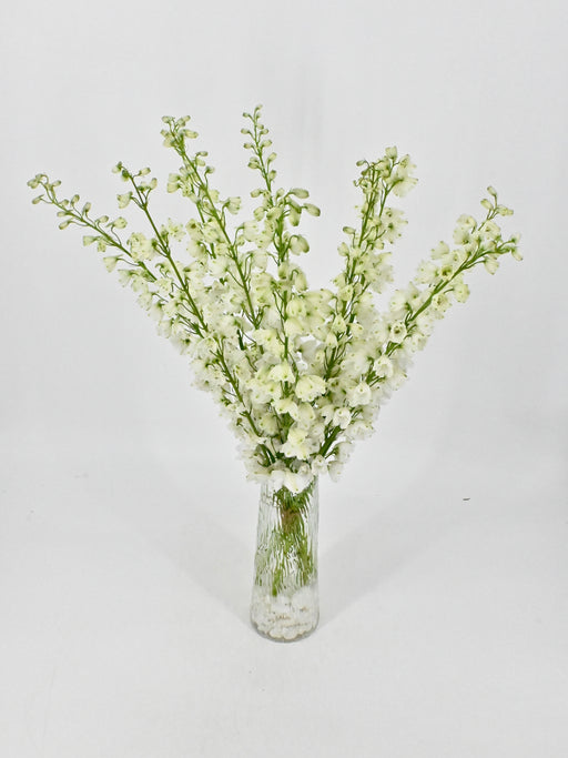Crystal Delphinium