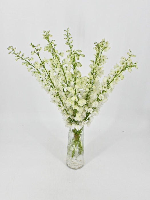 Crystal Delphinium
