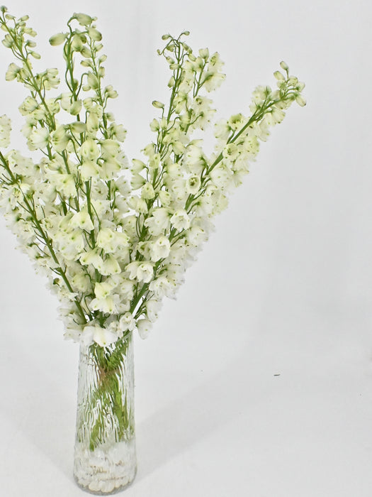 Crystal Delphinium