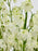 Crystal Delphinium