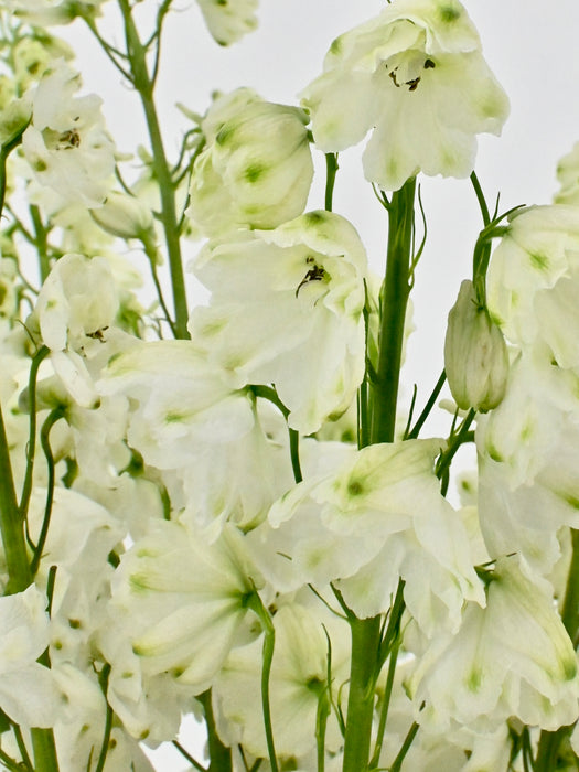 Crystal Delphinium