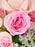 Dinara Beauty