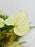 Chartreuse