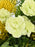 Chartreuse