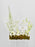 Dendrobium Garden
