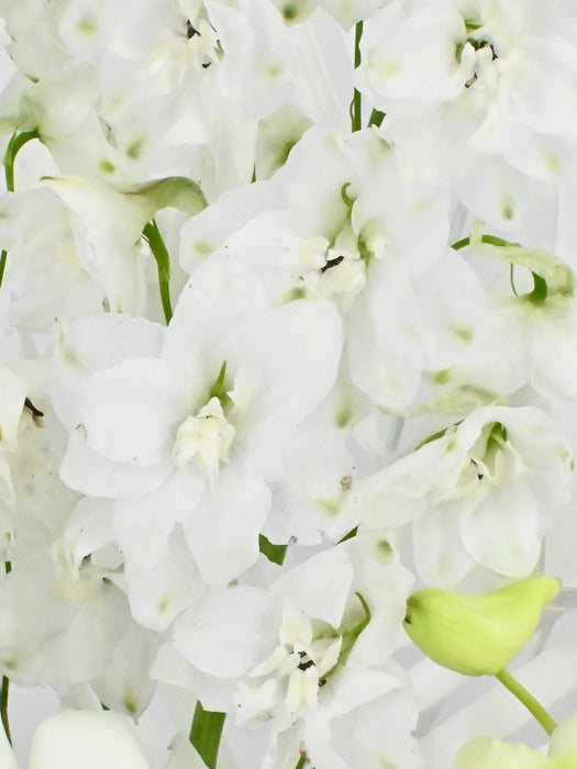 Dendrobium Garden