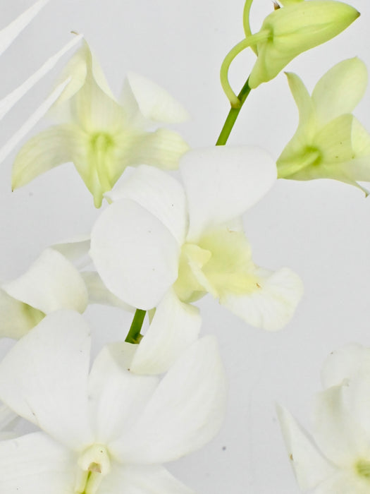 Dendrobium Garden