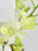 Dendrobium Garden