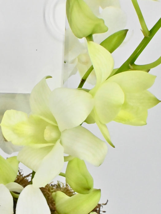 Dendrobium Garden