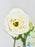 Ice Blue Money Garden