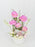 Peonia Alertie
