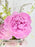 Peonia Alertie