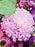 Chrys Santi Bouquet