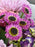 Chrys Santi Bouquet