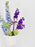 Ammi Money Garden