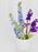 Ammi Money Garden