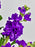 Ammi Money Garden