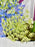 Ammi Money Garden