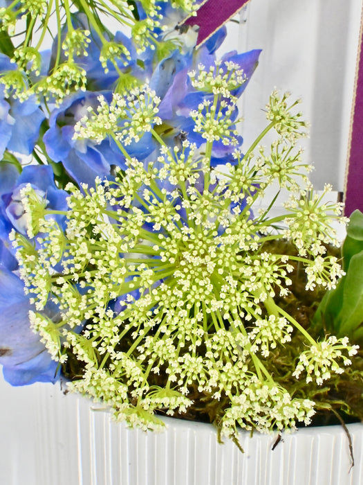 Ammi Money Garden