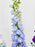 Ammi Money Garden