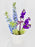 Ammi Money Garden