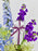 Ammi Money Garden