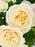 Spray Roses Bloom
