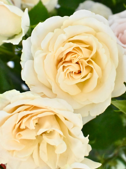 Spray Roses Bloom
