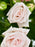 Spray Roses Bloom