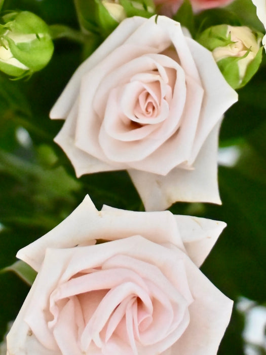 Spray Roses Bloom