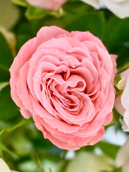 Spray Roses Bloom
