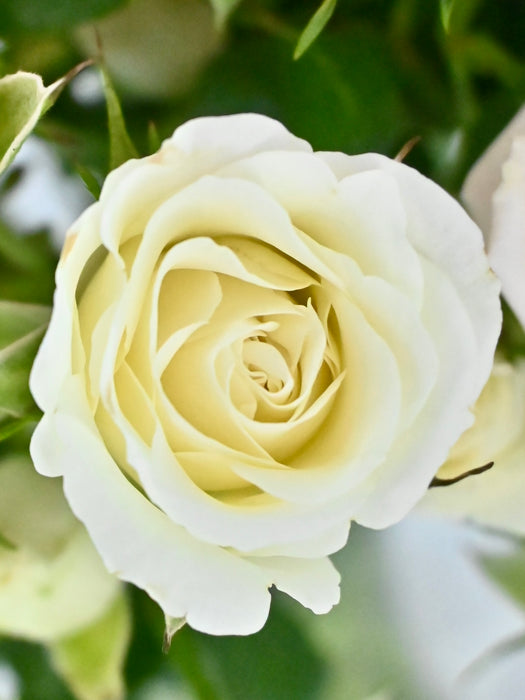 Spray Roses Bloom