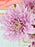 Sweet Money Garden