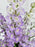 Delphinium Fountain