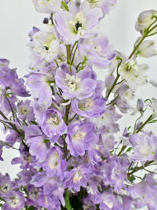 Delphinium Fountain