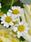 Candlelight Bouquet