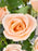 Ledgie Garden