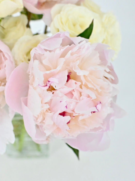Peonies Bloom