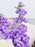 Purple and Cream