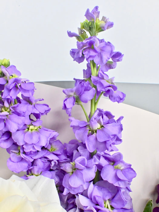 Purple and Cream